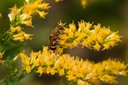 Japanese Honey Bee Gathering Pollen