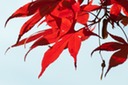 Momiji or Japanese Maple in Autumn Red