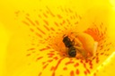 Hana Gumo (Flower Spider) Catches Bee