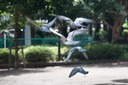 Doves in Flight